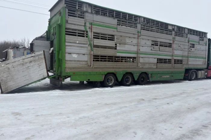 Послуги скотовоза для перевезення худоби- фото № 1