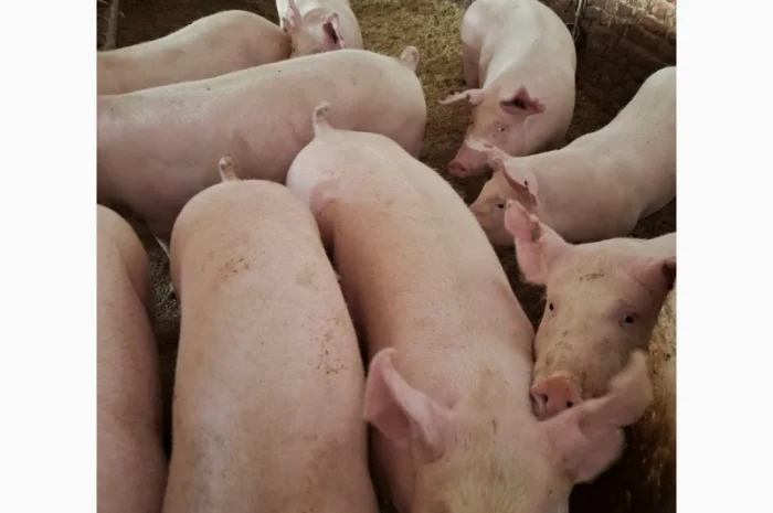 Продаются молодые свиноматки для разведения- фото № 1