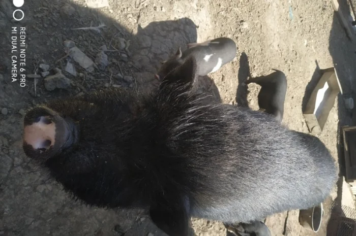 Продаются вьетнамские свиньи разных возрастов- фото № 1