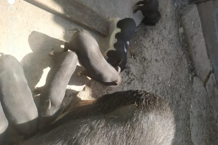 Продаются вьетнамские свиньи разных возрастов- фото № 2