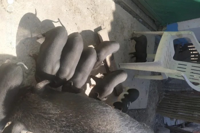 Продаются вьетнамские свиньи разных возрастов- фото № 3