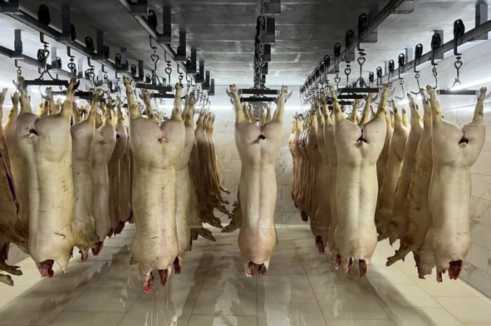 Продам охолоджені свиней від 20 тонн від постачальника- фото № 1