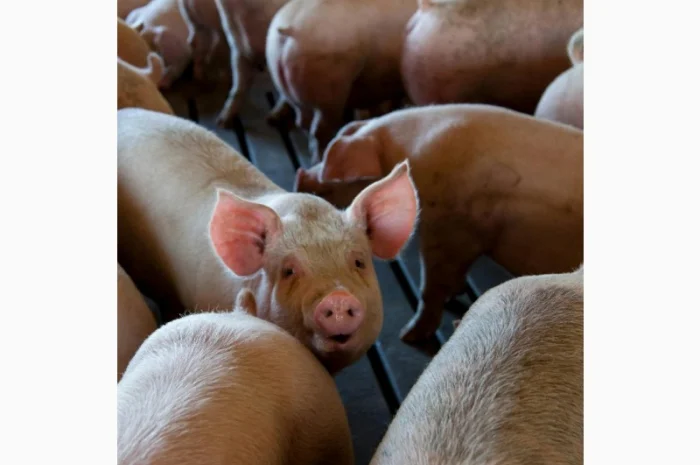 ЗАКУПОВУЄМО по всій території України 24/7- фото № 1