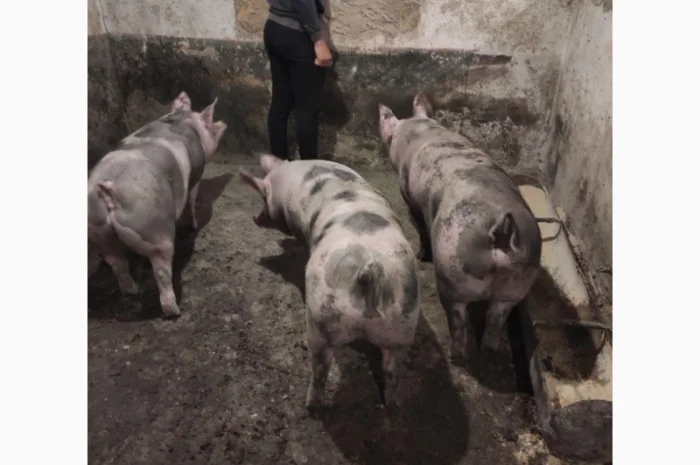 Бойня ТОВ «МʼясОпТорг» закуповує свиней та свиноматки- фото № 3