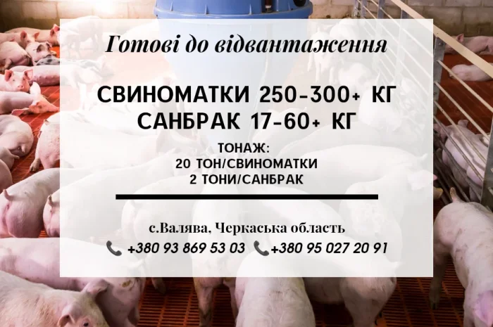 Свині на продаж- фото № 1