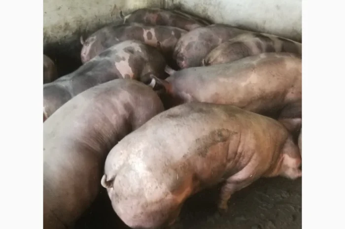 Продаю свиней- фото № 1