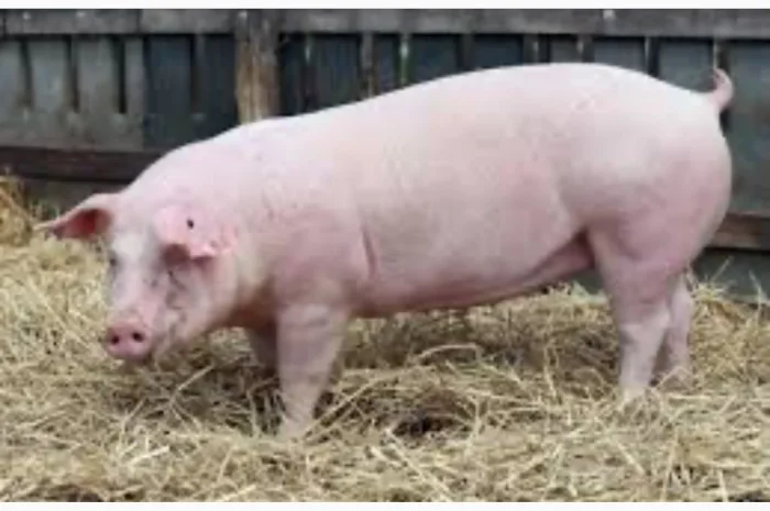 Куплю свиней живою вагою от 50 гол и выше разных весовых категорий- фото № 1