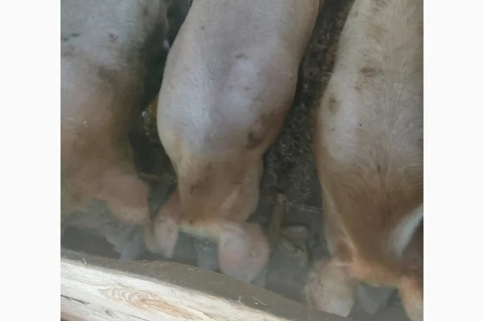 Продаются органические свиньи живым весом- фото № 1