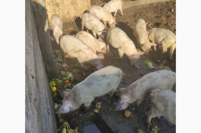 Продаются органические свиньи живым весом- фото № 3