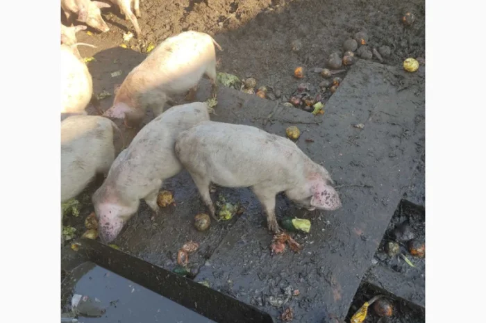 Продаются органические свиньи живым весом- фото № 4