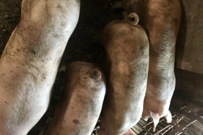 Покупаем свинок- фото № 1