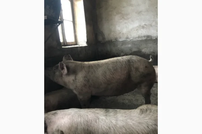 Куплю свиней 150- фото № 1