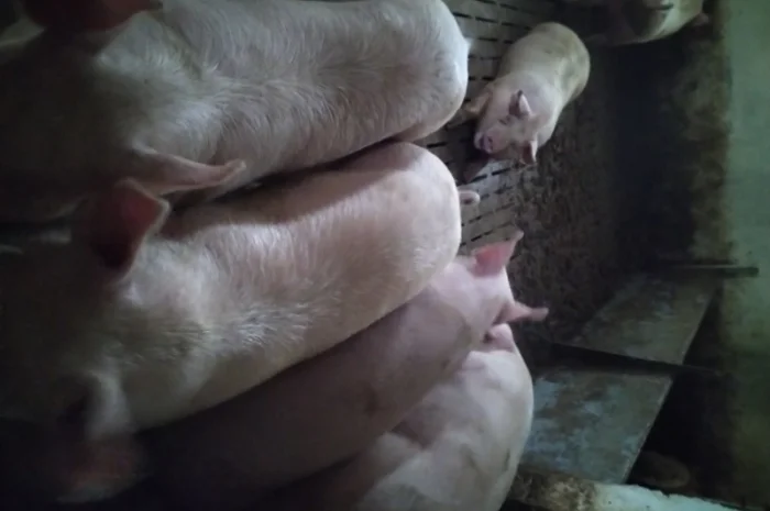 Продам свині- фото № 1