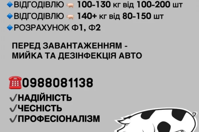 Терміново закупівля свиней- фото № 1