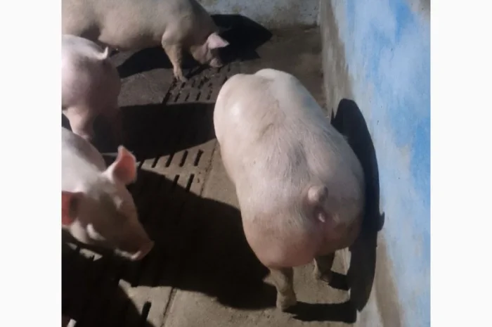 Куплю свиней свиноматок хряків- фото № 1