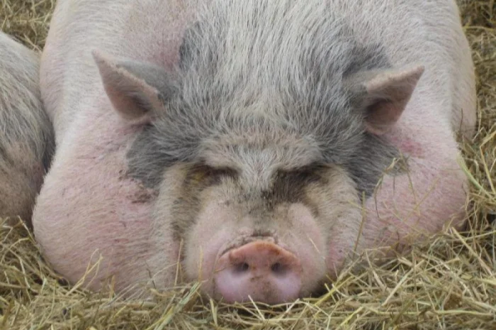 Куплю подрощенных свиней- фото № 1