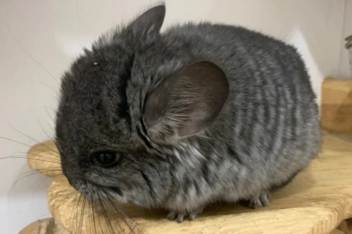 Шиншила ангора дівчинка- фото № 1