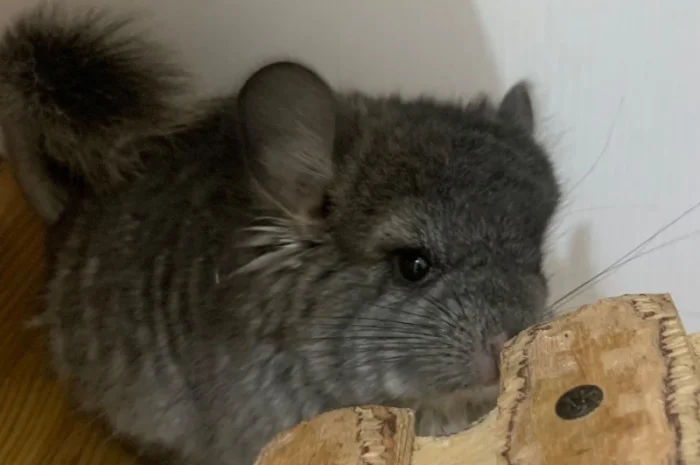 Шиншила ангора дівчинка- фото № 2