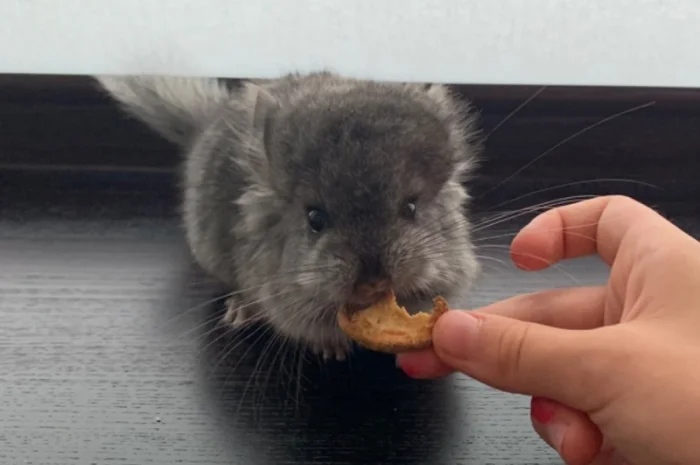 Шиншила ангора дівчинка- фото № 3