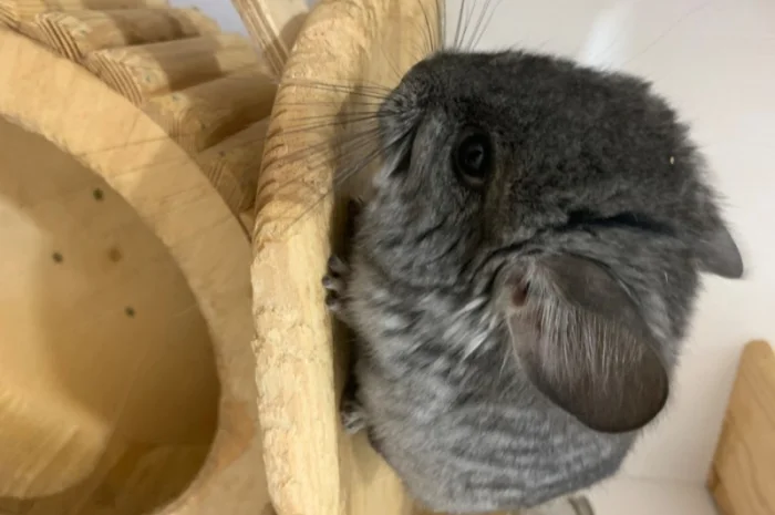 Шиншила ангора дівчинка- фото № 4