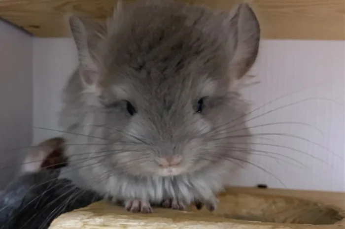 Шиншилла Ангора фиолетовая самка- фото № 1