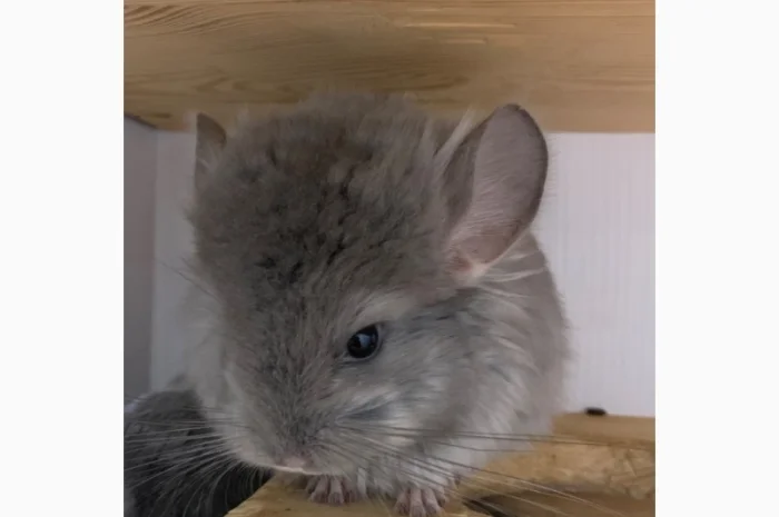 Шиншилла Ангора фиолетовая самка- фото № 2