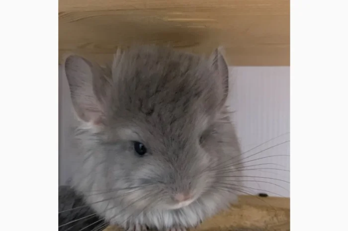 Шиншилла Ангора фиолетовая самка- фото № 3