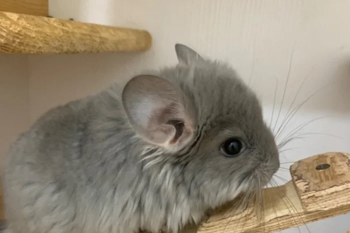Шиншилла Ангора фиолетовая самка- фото № 4