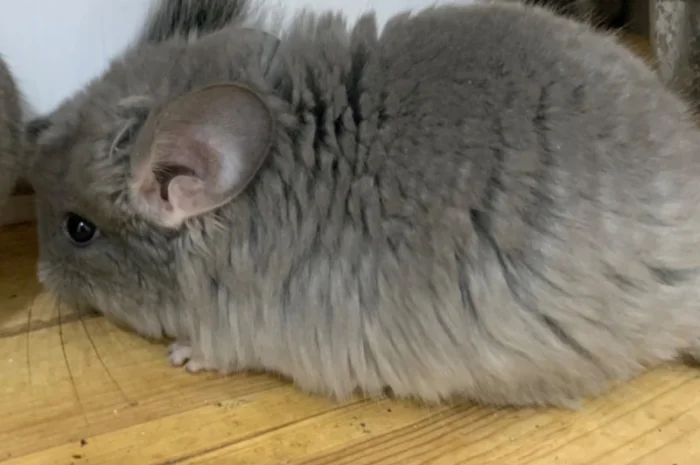 Шиншилла Ангора фиолетовая самка- фото № 5