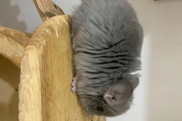 Шиншилла Ангора фиолетовая самка- фото № 6