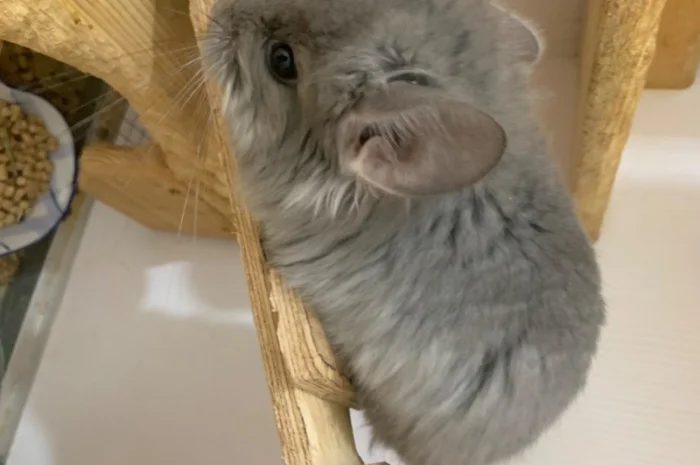 Шиншилла Ангора фиолетовая самка- фото № 7
