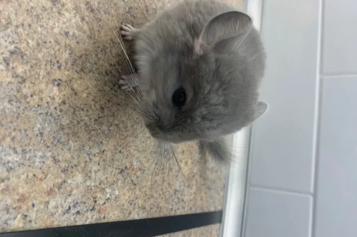 Шиншилла мальчик фиолетовый 100% носитель ангоры- фото № 1