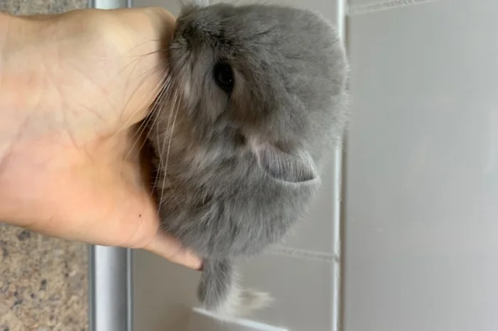 Шиншилла мальчик фиолетовый 100% носитель ангоры- фото № 2