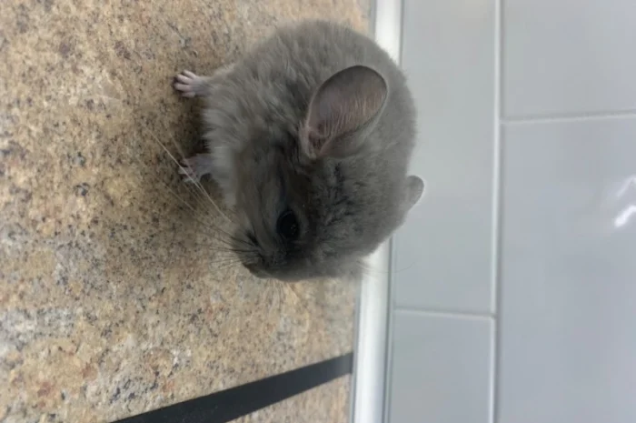 Шиншилла мальчик фиолетовый 100% носитель ангоры- фото № 3