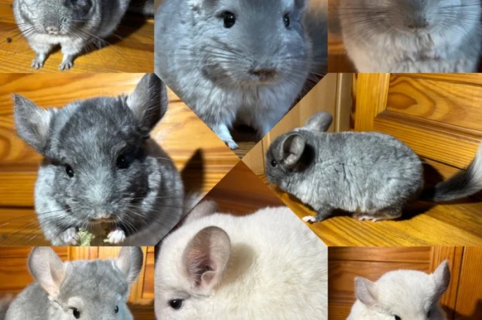 Шиншилки різних забарвлень- фото № 1