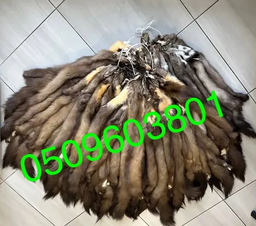 Продам вичинені шкіри куниці лісової- фото № 1