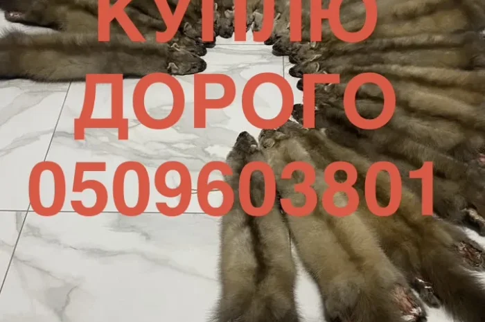 Куплю шкіри куниці ДОРОГО приїдемо самі- фото № 1