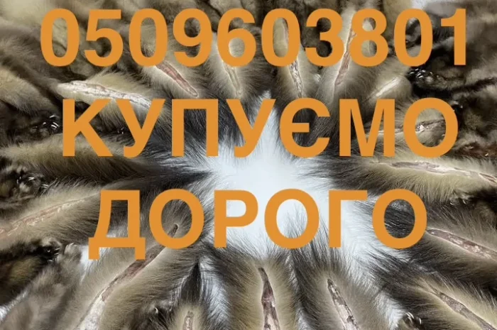 Куплю шкіри куниці купимо у оптовиків- фото № 1