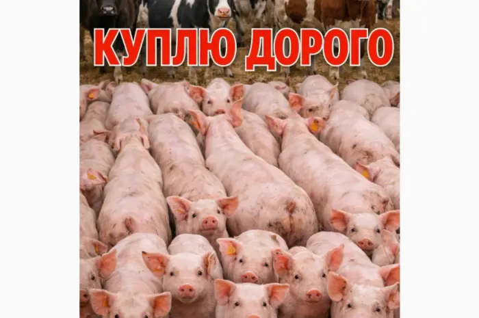 За купляємо Корів телят свині поросят- фото № 1