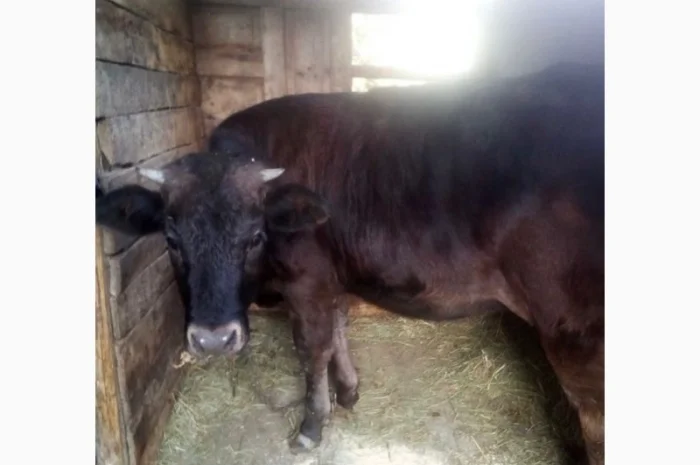 Куплю телят и быков- фото № 1