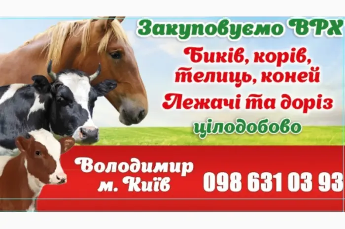 Закопываем коров- фото № 1