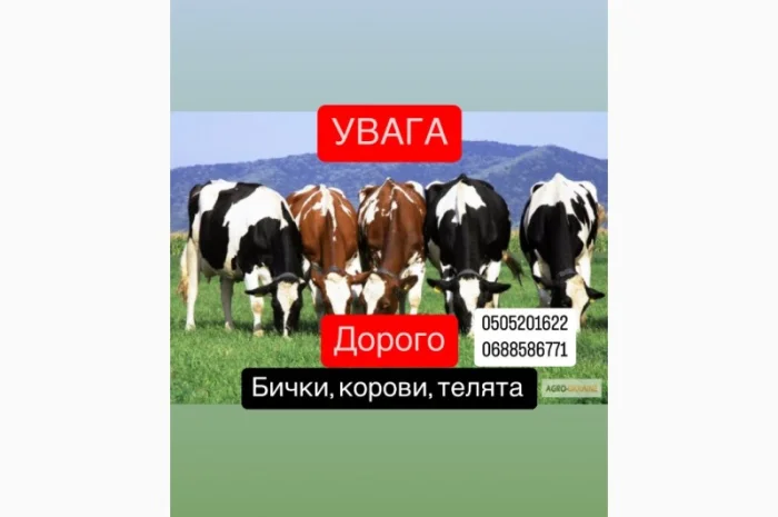 Покупаем ВРХ: быки, коровы, телята- фото № 1