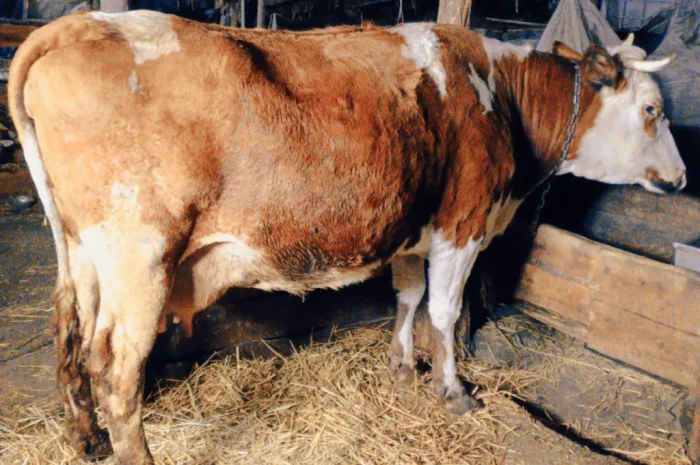 Продается корова для содержания- фото № 1