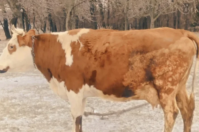 Продается корова для содержания- фото № 2