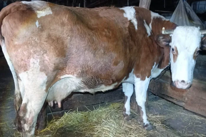 Продается корова для содержания- фото № 3