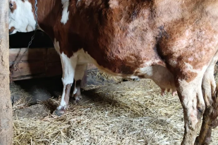 Продается корова для содержания- фото № 4