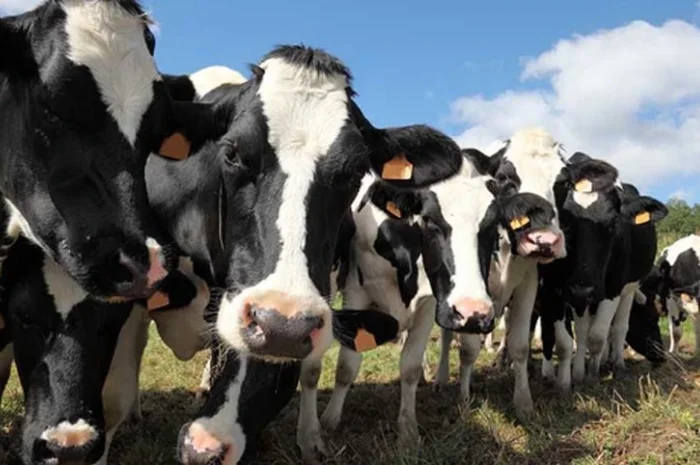 Куплю ВРХ: коровы, быки, телки оптом по выгодным ценам- фото № 1