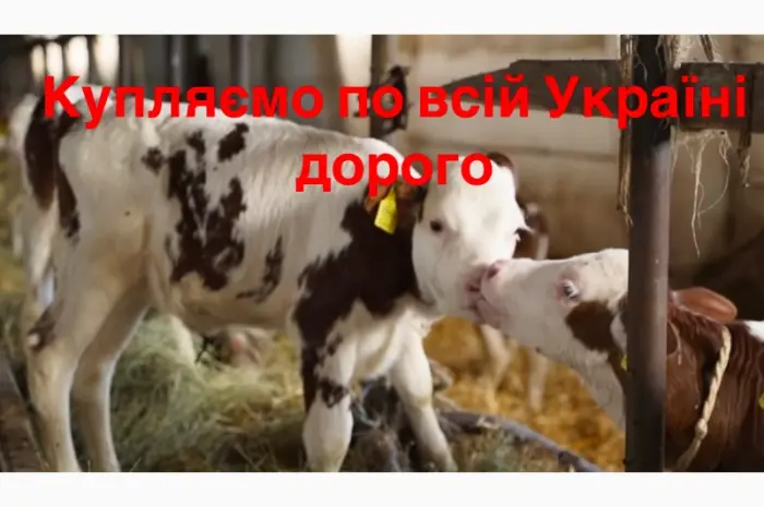 Закупаем быки телята по всей Украине оптом- фото № 2