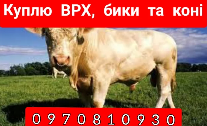 Куплю крупный рогатый скот- фото № 1