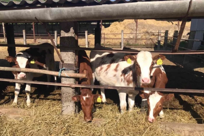 За купляємо телята бики по всій Україні опт- фото № 1